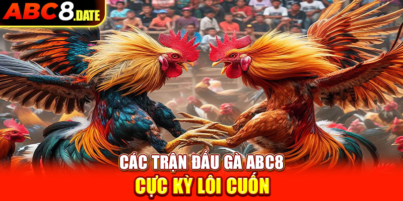 Các trận đấu gà ABC8 cực kỳ lôi cuốn