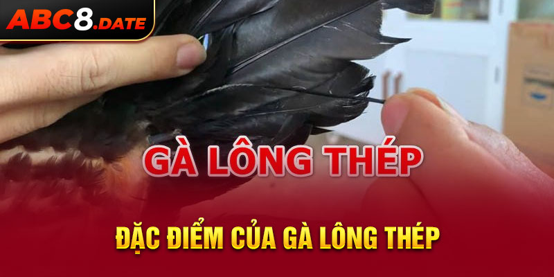 Đặc điểm của gà lông thép