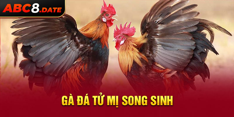 Gà đá tử mị song sinh