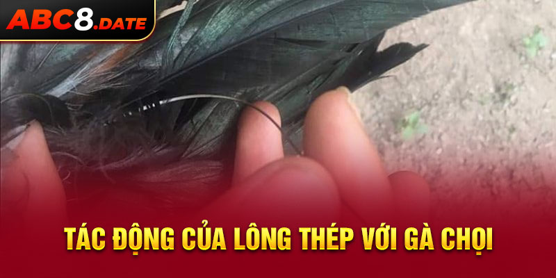 Tác động của lông thép với gà chọi