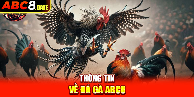 Thông tin về đá gà ABC8