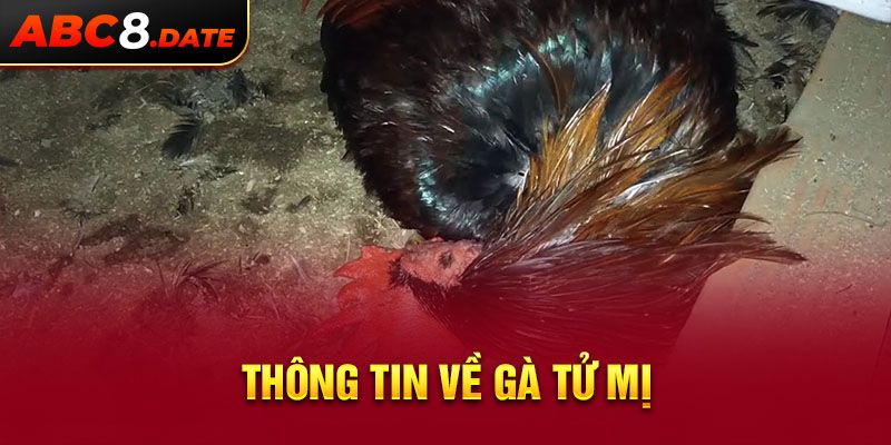 Thông tin về gà tử mị